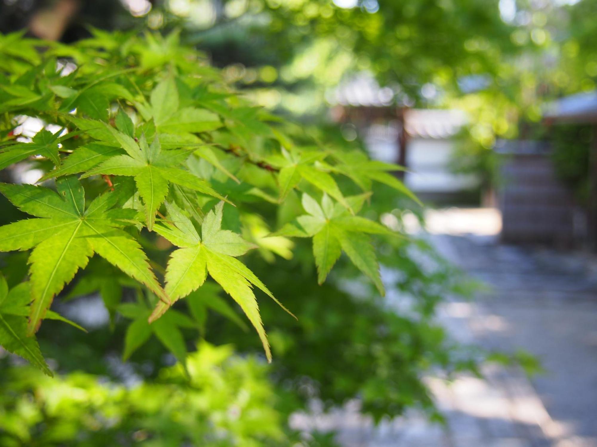 Muni Kyoto, Kyoto